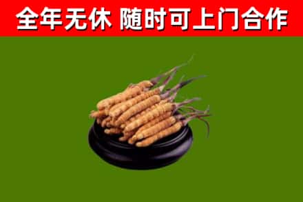 抚顺县回收冬虫夏草